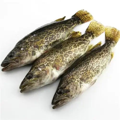 千岛湖野生鳜鱼圆桶桂鱼鲜活斑鳜虎斑老虎虎鱼淡水鱼类