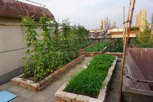 楼顶种菜也快乐