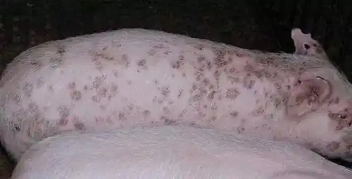 猪感染红斑病原因解析学会三点养猪技术可有效控制