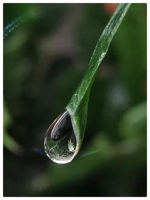 手机微距摄影《水滴的印象》 - 美篇