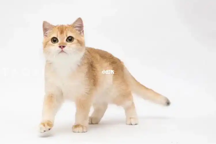 疫苗齐全  价格不高 喜欢的私#英短金渐层  #金渐层妹妹  #小猫找家长