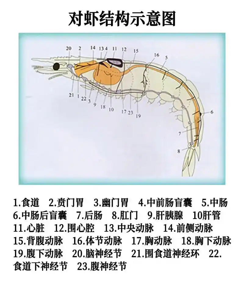 对虾图谱高清版.#水产养殖 #水产养殖技术 #鱼虾蟹养殖 # - 抖音