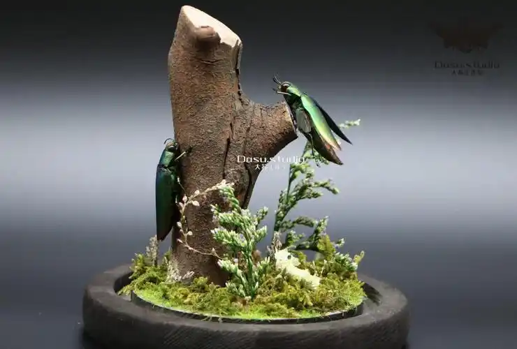 真实昆虫标本森林精灵小型甲虫生态微景观玻璃罩摆件收藏品礼物 肥凹