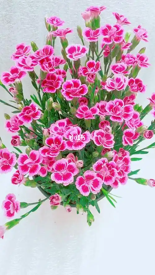 初吻花好看而且好养大家喜欢吗