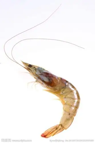 鲜虾摄影图__食物原料_餐饮美食_摄影图库_昵图网nipic.com