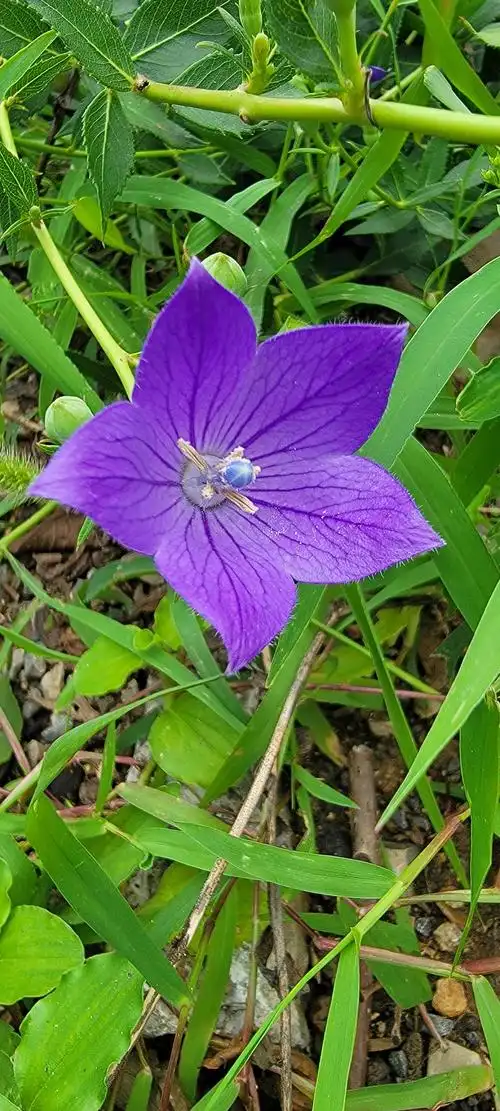 野生桔梗的蓝紫色星星花