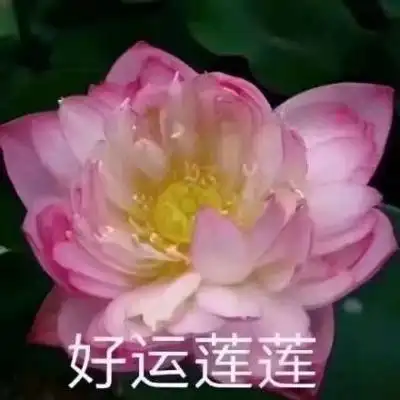 江淮佛系荷花微信头像岁月静好