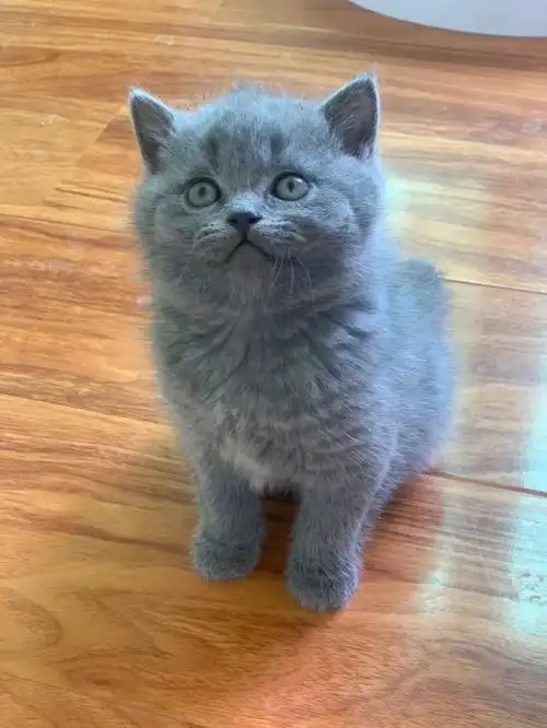 蓝猫蓝白找新家