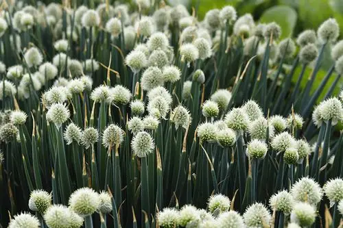 葱花朵朵清香诱人