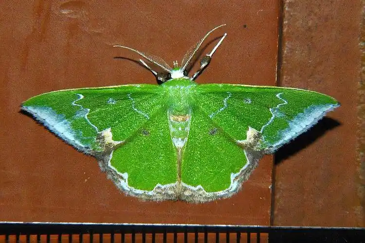 长纹绿尺蛾