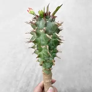 【特价】惑结麒麟 喷火龙 沙漠绿植 大戟科 仙人掌属 多肉植