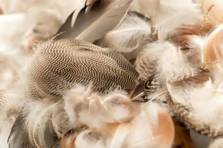 自然,鸭子,羽毛,微距