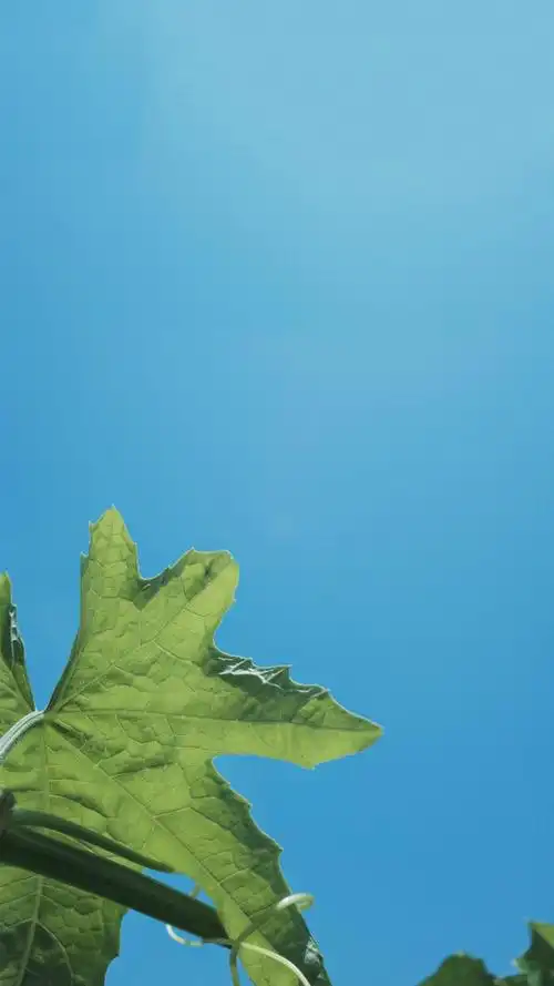 小清新饮料天空手机壁纸图片