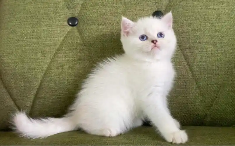 英短银点妹妹价格