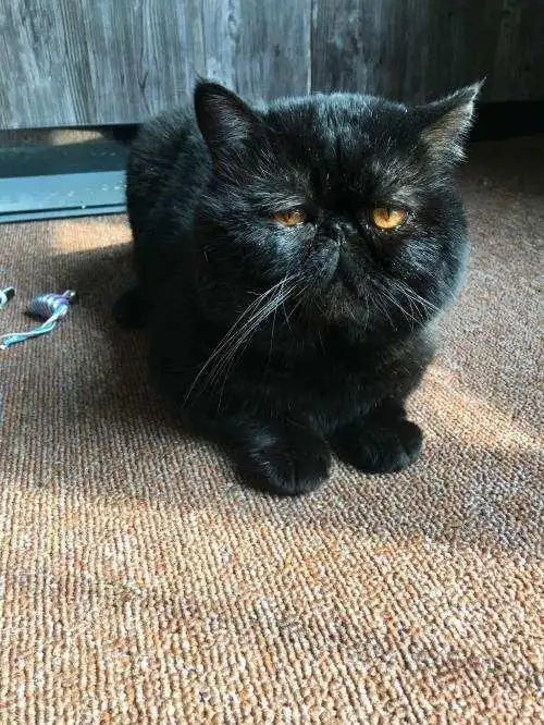 加菲猫常见的十七种毛色看看你家包子脸属于什么品种吧