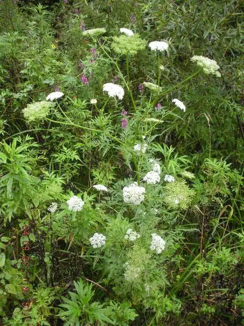 《中药学》蛇床子