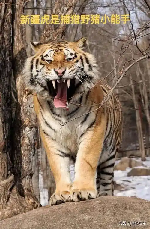 新疆虎在绝望中消失