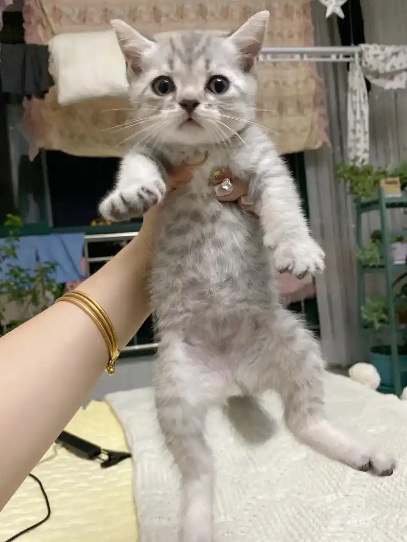 美短鱼骨纹小猫咪.美短2个月啦  200自取  龙口附近#烟 - 抖音