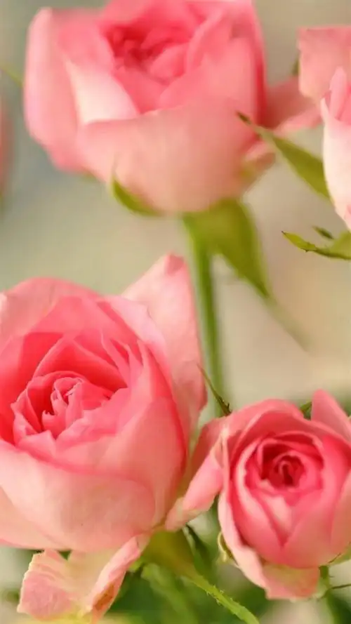 浪漫玫瑰花,高清图片,手机锁屏桌面-壁纸族