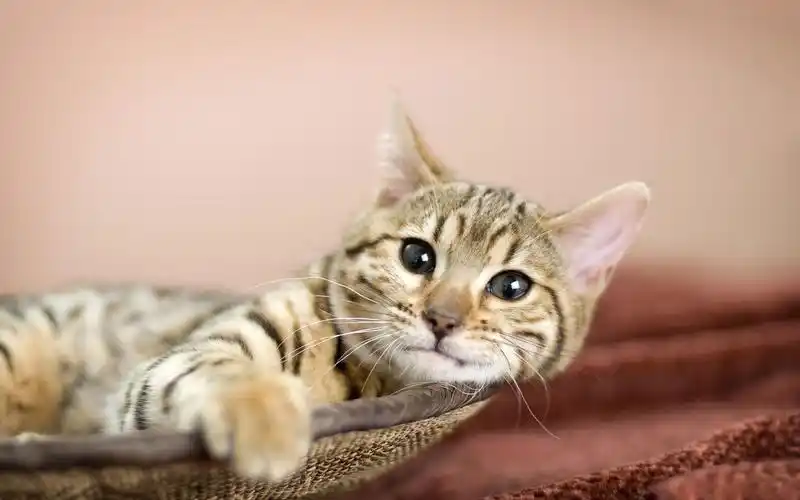 淘气猫咪桌面壁纸 - 第19张