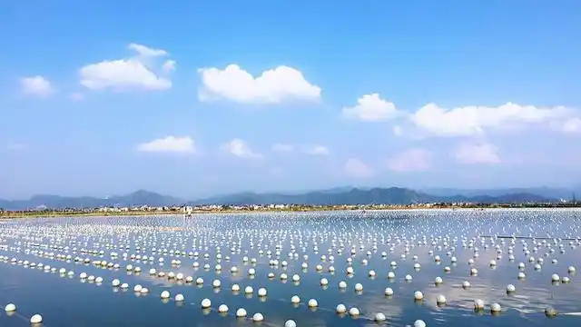 珍珠养殖场,陵水珍珠养殖基地-正华文库