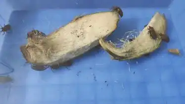 广东竹虫竹象种虫种苗