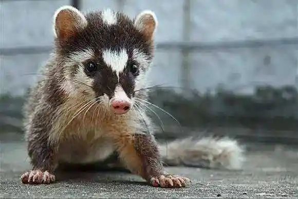 白面狸和果子狸的区别简短介绍