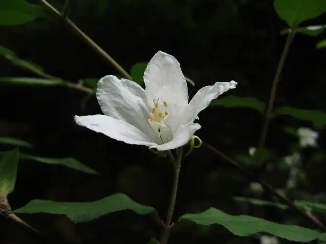 春花系列大花溲疏