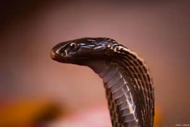 关于眼镜蛇的冷知识