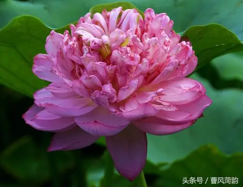 震撼这个品种的荷花超级珍贵因为它像极了雍容高贵的牡丹花