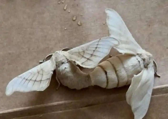 邂逅美好的一生——养蚕记