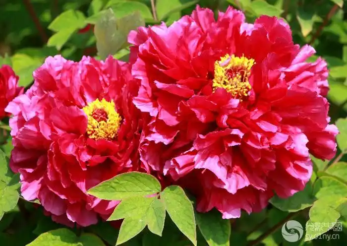 花王牡丹1-行摄风光-光影中国网-36.01ny.cn - powered by discuz!