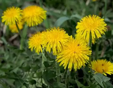 蒲公英初开春花,宏,窄聚焦区照片