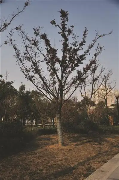 榉树树干笔直如帅小伙