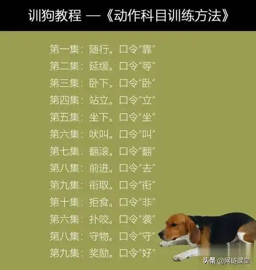金毛怎么训练金毛犬怎么训练视频