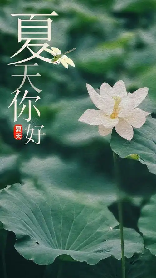 清新简约荷花夏天你好手机用图免费下载_日签配图(3543像素)-千图网