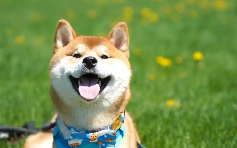 带狗狗们去植物园撒欢儿!参加吃花生酱大赛 柴犬haki和小woo能赢吗?