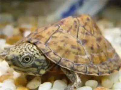 麝香龟,属于泽龟科,是一种典型的爬行类动物,其主