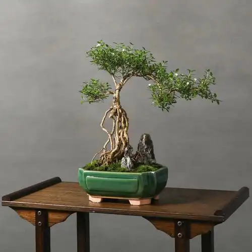 提根老树桩六月雪美如画欢迎观赏