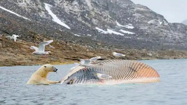 北极熊捕杀2吨重白鲸,一口咬住脑袋,使其当场毙命!