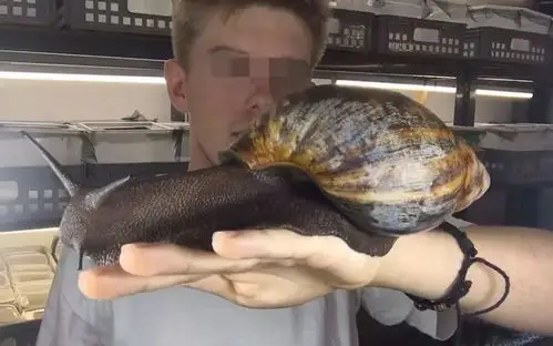 别碰!这个外来生物坏得很!_蜗牛