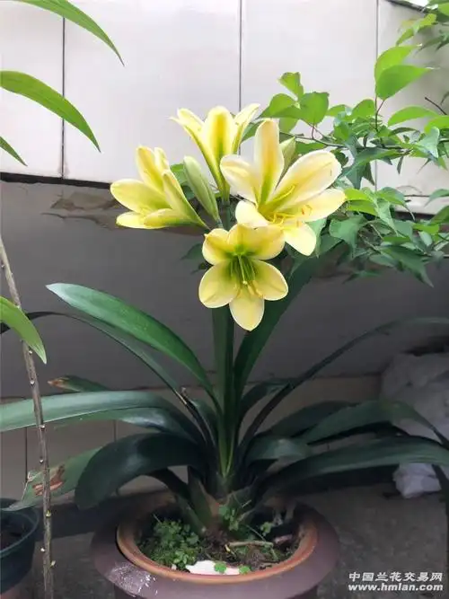 黄花君子兰漂亮素净