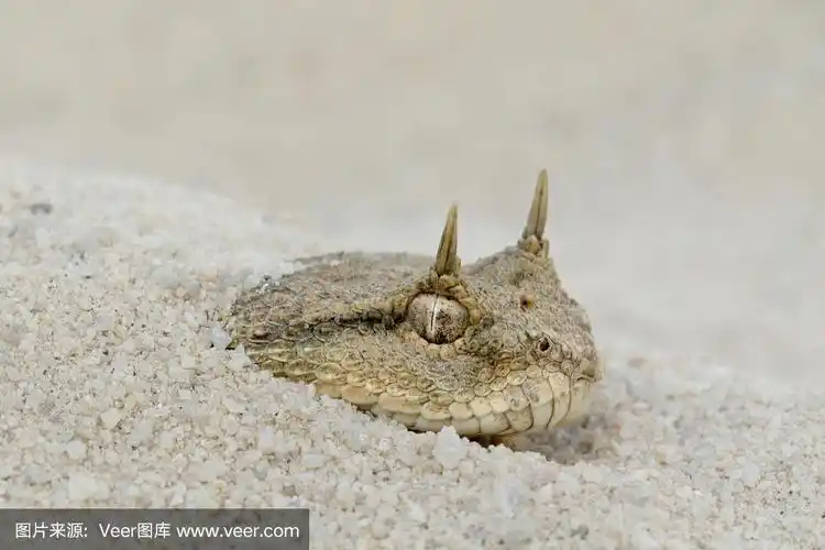 沙漠角蝰藏在沙子里