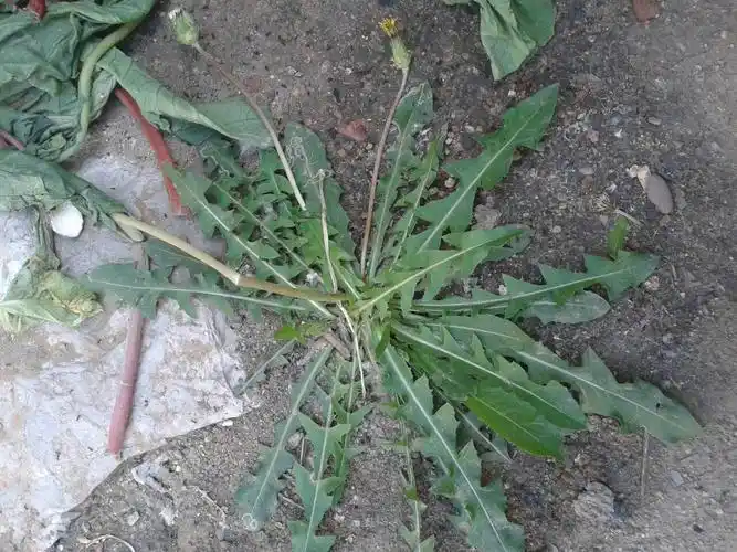 谁人给我拍几张蒲公英草药的现照呢?不要网上现照,真实实地拍照,谢谢!