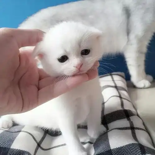 白色短毛猫折耳猫找新家