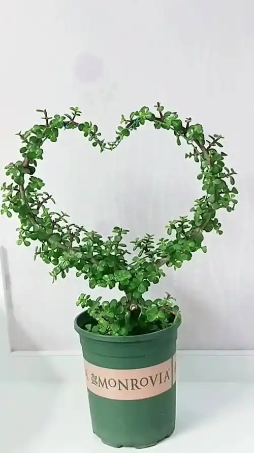 心形造型的金枝玉叶,朋友们喜欢吗?