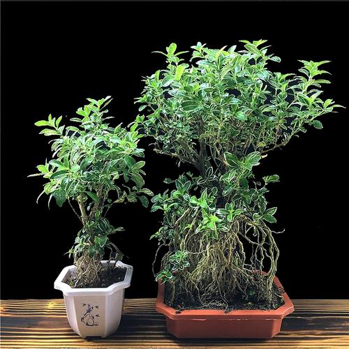 六月雪盆景提根老桩造型花卉植物室内花吸甲醛办公室盆栽净化空气