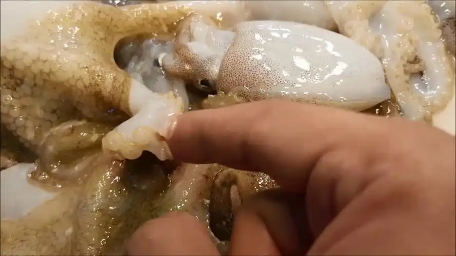 又见章鱼哥,和小异形的触手吸盘玩亲亲.#美食视频# 67