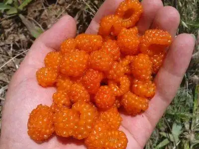 一种植物果实橙黄色圆形上面有很多小颗粒组成吃起来很甜在西北生长