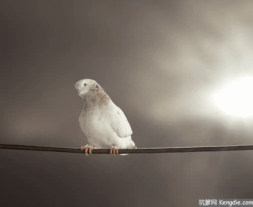 499_408gif 动态图 动图